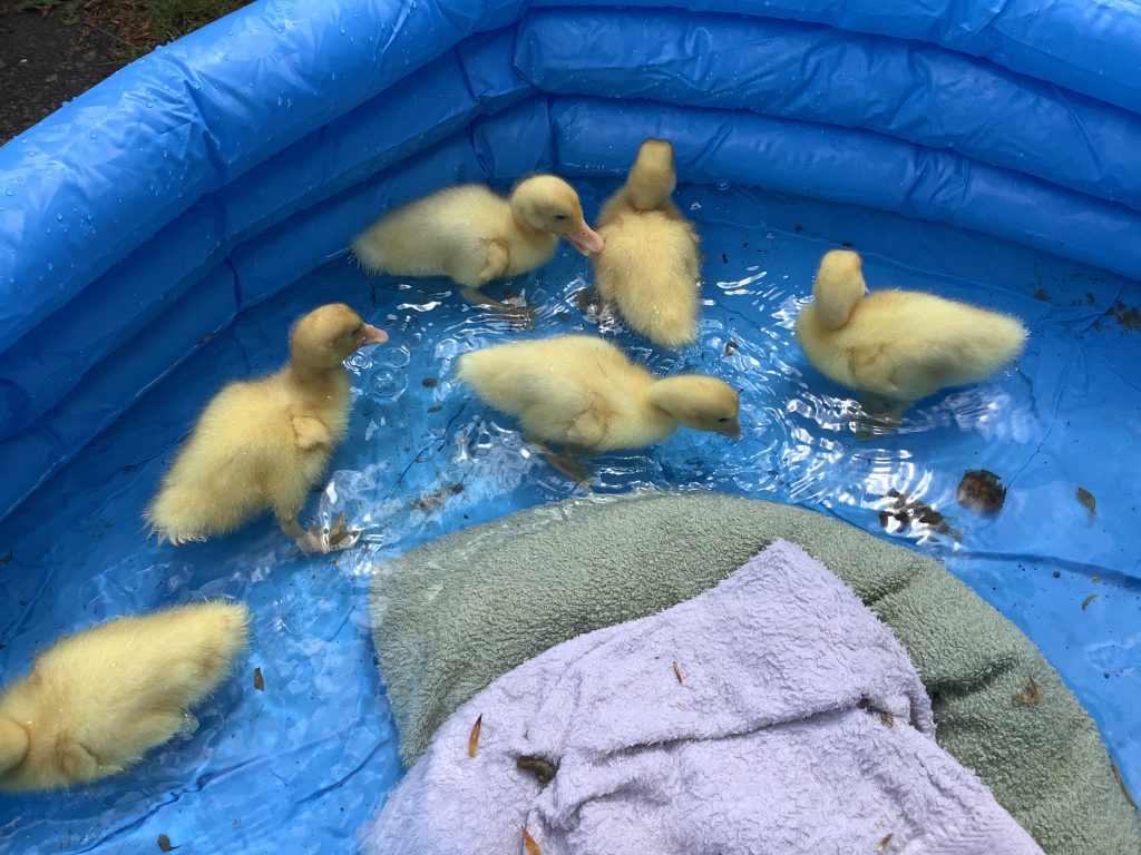 Ducklings visit Lifton